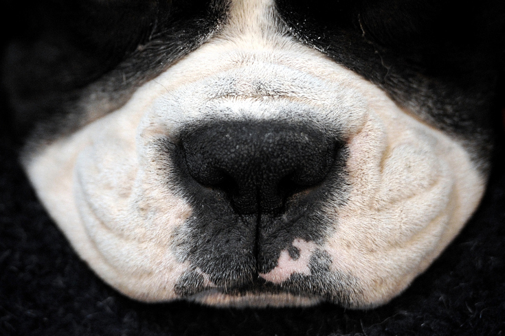 La nariz de un perro Boxer se representa en el cuarto día de la exposición canina Crufts en Birmingham, centro de Inglaterra. Carol Court - AFP/Getty Images.
